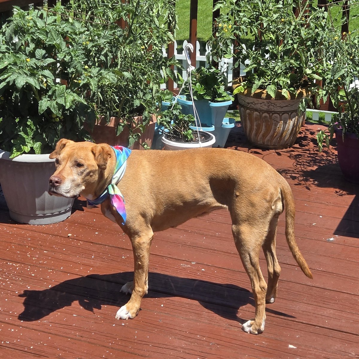 katenauthor's tweet photo. #DoggleADay found the tomatoes🍅🍅 but can't find her squirrel 🐿️ friend. https://t.co/qFe6J1YBNX