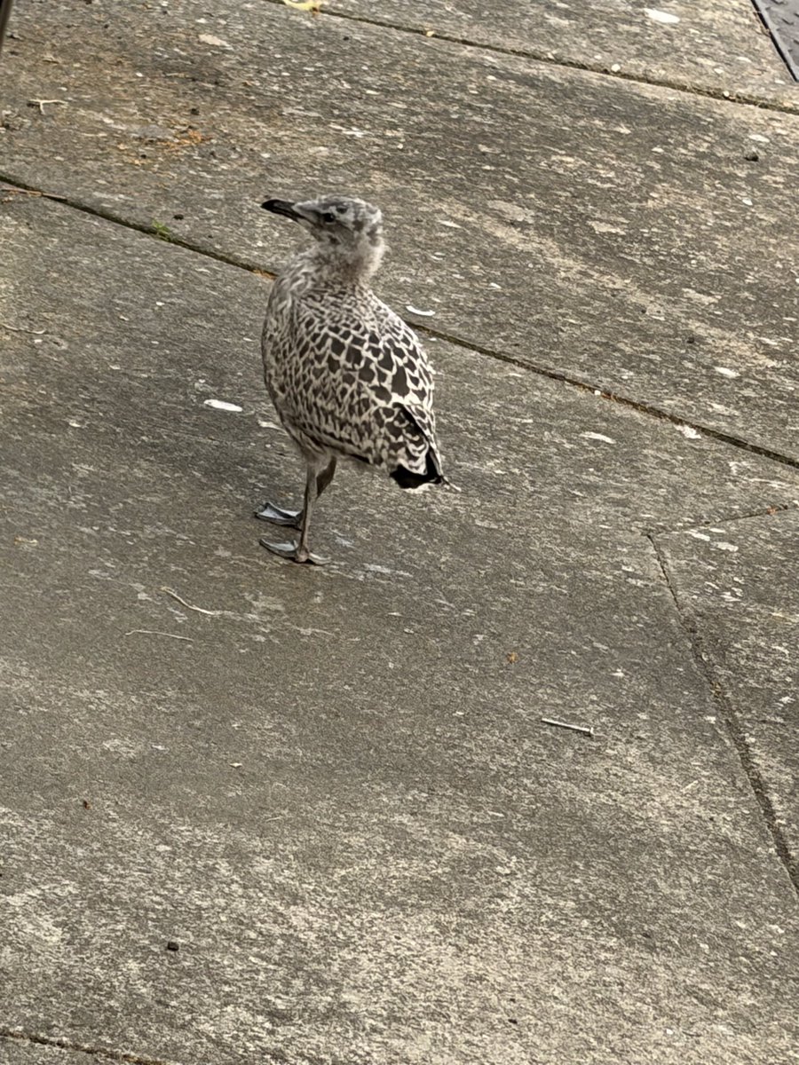 S0UNDK1LLAH66's tweet photo. European Herring Gull this afternoon. #shotoniphone #iphoneair
#lapus #birdsonX & for the #twitchers. #seagull #photography #nature https://t.co/DZh8BiLM6Z