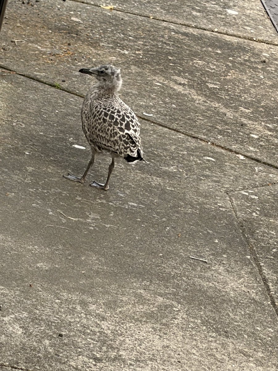 S0UNDK1LLAH66's tweet photo. European Herring Gull this afternoon. #shotoniphone #iphoneair
#lapus #birdsonX & for the #twitchers. #seagull #photography #nature https://t.co/DZh8BiLM6Z