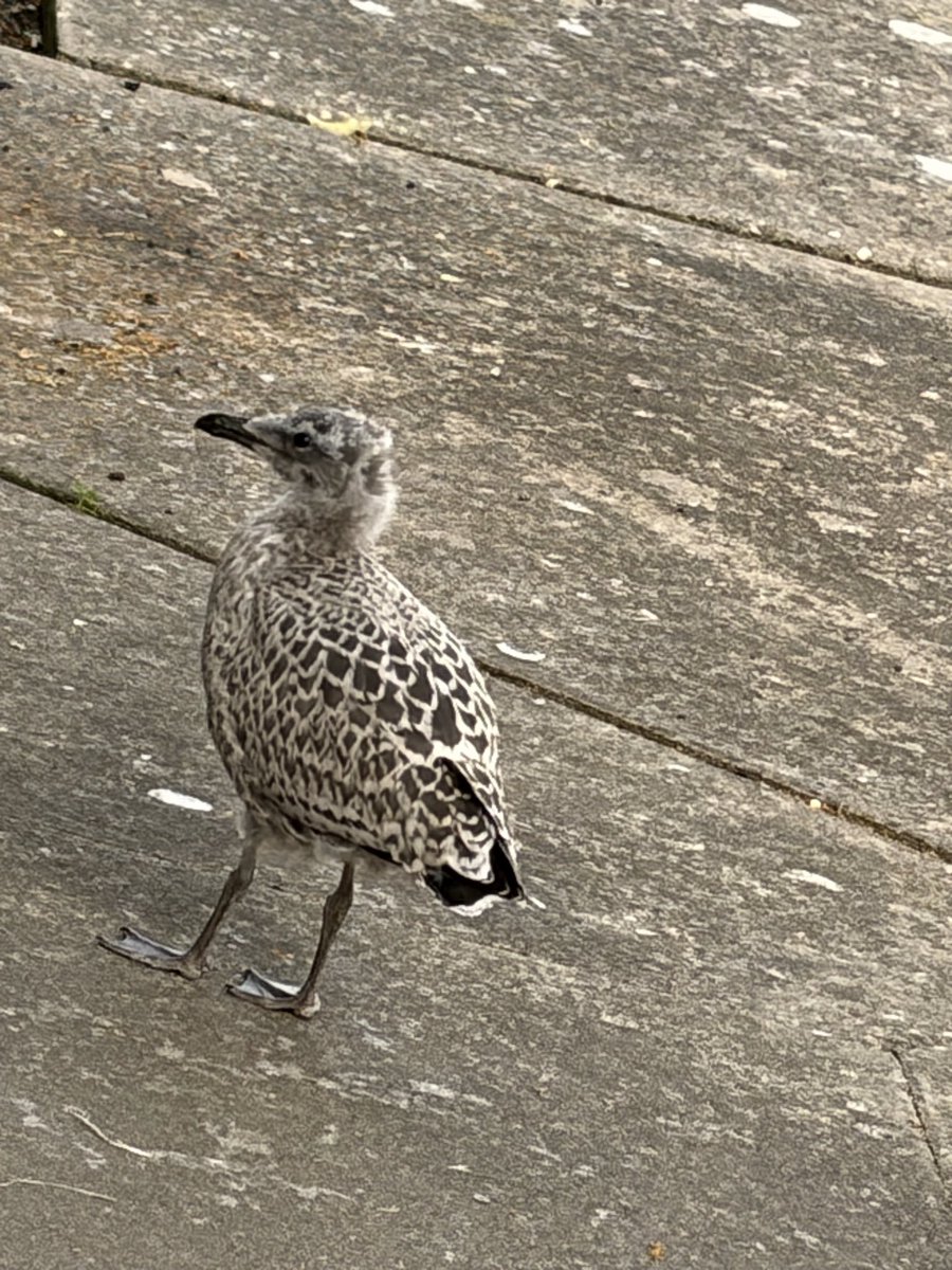 S0UNDK1LLAH66's tweet photo. European Herring Gull this afternoon. #shotoniphone #iphoneair
#lapus #birdsonX & for the #twitchers. #seagull #photography #nature https://t.co/DZh8BiLM6Z