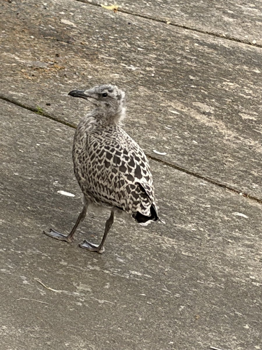 S0UNDK1LLAH66's tweet photo. European Herring Gull this afternoon. #shotoniphone #iphoneair
#lapus #birdsonX & for the #twitchers. #seagull #photography #nature https://t.co/DZh8BiLM6Z