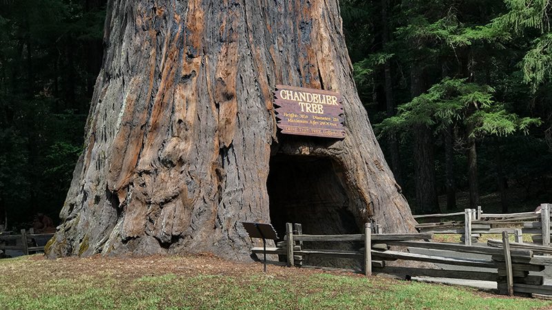 RodeoProfessor's tweet photo. America 250 | These are the Northern CA coast redwood trees you can drive your car through: Chandelier Drive-thru Tree (2000 years old), Shrine Drive-thru tree (~1500 years), Klamath Tour Thru Tree (800 years old). Remember redwoods are coastal and sequoias are mountain trees. https://t.co/AdjfkvGCdR