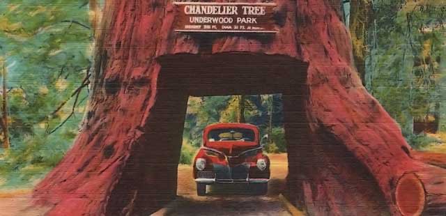 RodeoProfessor's tweet photo. America 250 | These are the Northern CA coast redwood trees you can drive your car through: Chandelier Drive-thru Tree (2000 years old), Shrine Drive-thru tree (~1500 years), Klamath Tour Thru Tree (800 years old). Remember redwoods are coastal and sequoias are mountain trees. https://t.co/AdjfkvGCdR