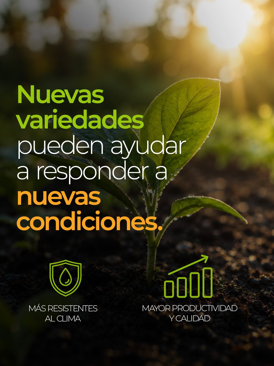 AGEXPORTGT's tweet photo. ¡Adaptarse al cambio climático es una prioridad para el agro! 🧑🌾
Las nuevas variedades agrícolas permiten enfrentar mejor las condiciones extremas y fortalecer la productividad del campo. 🚜🌏
#CambioClimático #Agroindustria #Exportaciones #AGEXPORT #Guatemala https://t.co/XQjF7lLUSF