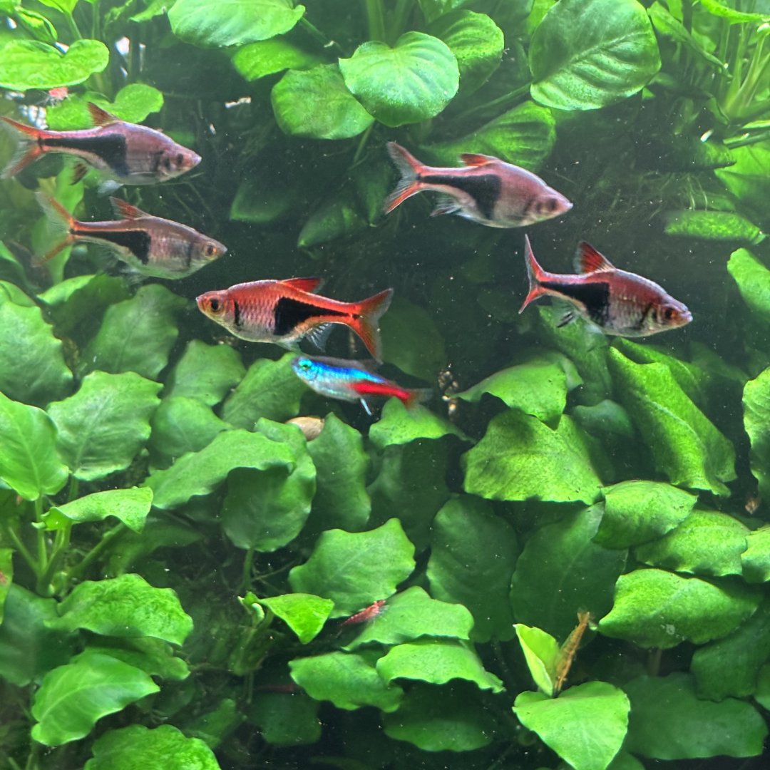 GlassBoxDiaries's tweet photo. My Aquarium Is 840 Days Old… Here's How It's Doing...

Over the last month it's had a couple of major upgrades, with the biggest being a new Seachem Tidal 55 filter and a Seaoura SR659 light.

So far, both have been performing really well, and I'm happy with the improvements they've made.

I also recently mentioned that my Siamese algae eater had started eating some of my plants, but thankfully that seems to have stopped. It may have been stress caused by last week's heatwave.

It also looks like one of my zebra danios is carrying eggs.

There are plenty of fish in the tank that would happily eat any fry, but there are also lots of dense plants for them to hide in, so it'll be interesting to see if any manage to survive.

Other than that, all of the fish are doing well, and the shrimp population continues to thrive.

I'll be taking down one of my shrimp tanks soon to make room for another aquarium, and when I do, all of the cherry shrimp will be moved into this tank to give the Neocaridina colony an even bigger boost.

The plants are all growing well too.

I thought I'd removed every Nymphaea lotus 'Green' bulb over a year ago, but at least one must have survived because it's started sending lily pads up to the surface again.

The houseplants with their roots growing in the aquarium are doing really well as well.

I recently upgraded the pothos and spider plant to a new grow light, and both have already started putting out plenty of fresh growth.

The pothos has even sent out a long runner, which I'm training along the light to create a natural green backdrop behind the aquarium.

Overall, I'm really happy with how this tank is developing, and apart from that brief issue with the Siamese algae eater, everything seems to be heading in the right direction.

PLANT LIST
Echinodorus Bleheri
Echinodorus Cordifolius 'Fluitans'
Echinodorus Aquartica
Echinodorus Ozelot Red Flamed
Echinodorus Red Diamond
Echinodorus Tropica
Anubias Barteri Var. Barteri
Anubias Glabra
Anubias Coin Leaf
Anubias Nana
Cryptocoryne Hudoroi
Java Fern
Lagenandra Meeboldii Red
Nymphaea Lotus Green

#aquarium #fishtank #fishkeeping #tropicalfish #plantedtank #plantedaquarium