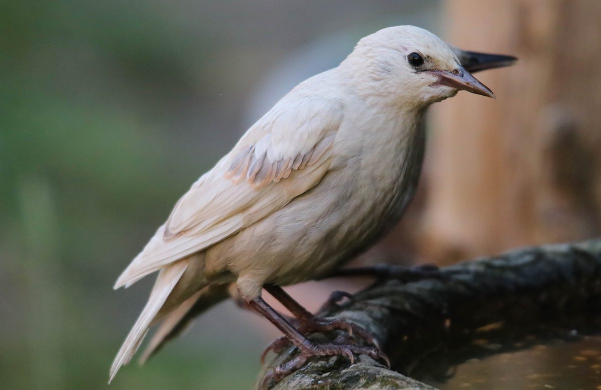 Thurrock0rob's tweet photo. not everyday you have a pure white juvenile starling visit your garden feeders #thurrock . @Steveredwolf @EssexWildlife @EssexBirdNews @WildlifeMag @GWmag @Essexlife @OutdoorPhotoMag https://t.co/SJLAL5zsGd