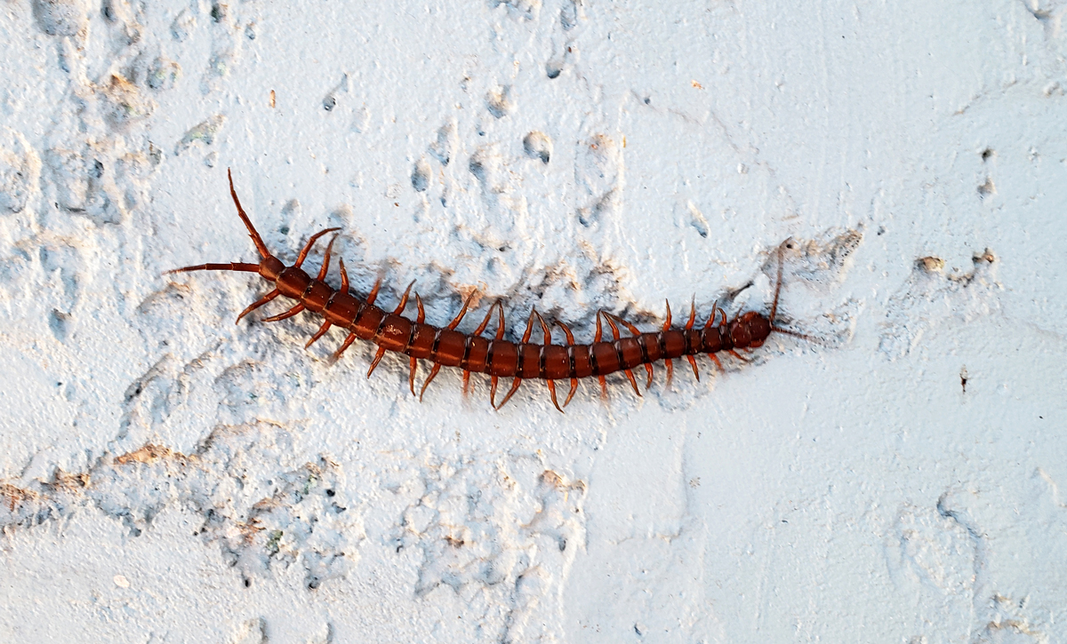NativeStew's tweet photo. The Bahamian Giant Centipede.
In the tropical and subtropical climate of The Bahamas, these multi-legged arthropods find an ideal environment.
Read more: https://t.co/zFGD8iwV1m
#Bahamas #Bahamian #centipede #insect #bug #arthropod #venom #tropical #cruise #vacation https://t.co/Qxx34jOywB