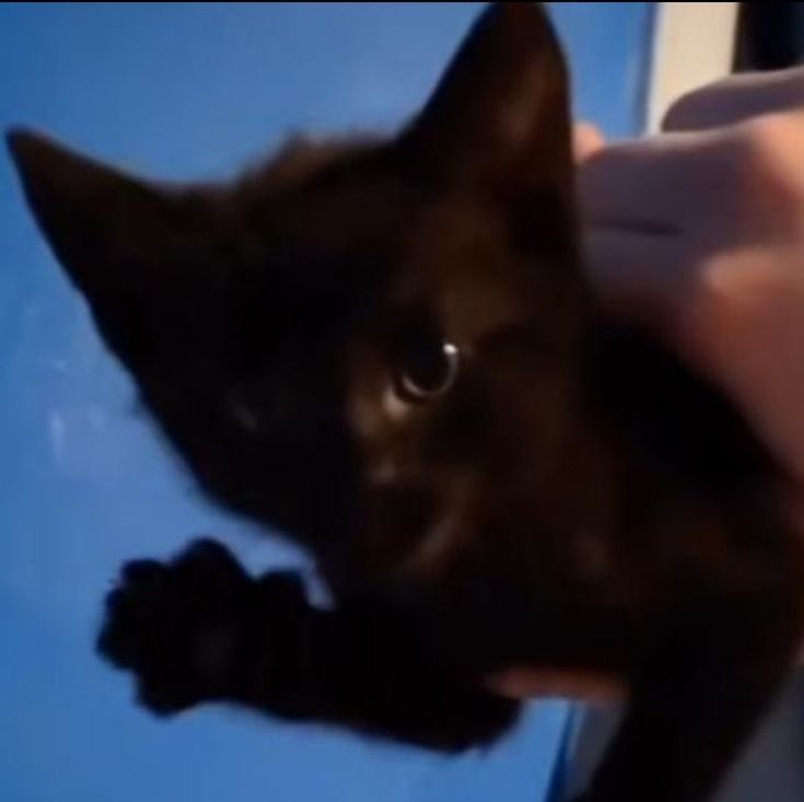 infinitemeowss's tweet photo. 😺💫👋 https://t.co/VeolgcLR4P