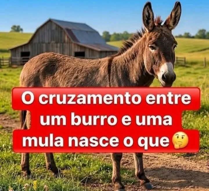 Joaquim_Kinkas's tweet photo. UM PETISTA!! https://t.co/CY6VwZpOS1