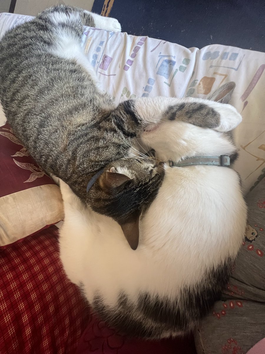 marubufalino's tweet photo. #PuroAMOR #gatitos #Matteo #Lucca https://t.co/gzZ30JCFkm