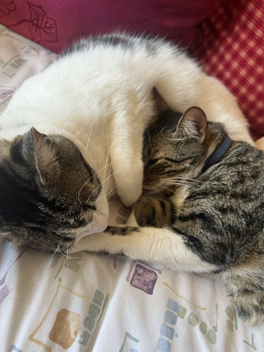 marubufalino's tweet photo. #PuroAMOR #gatitos #Matteo #Lucca https://t.co/gzZ30JCFkm