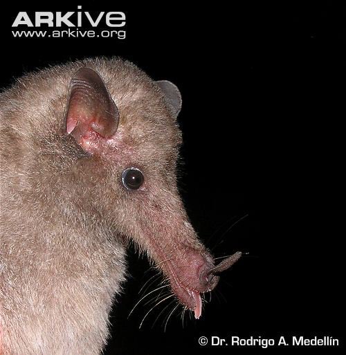 Strange_Animals's tweet photo. A banana bat with its extremely elongated nose.

(Photo Dr Rodrigo A. Medellin) https://t.co/sBFpXFrcFT