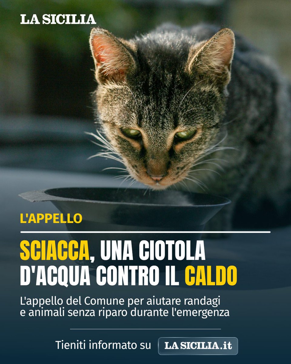 lasicilia's tweet photo. Una ciotola d'acqua per battere il caldo killer: la sfida del Comune di Sciacca per difendere gli animali senza riparo

L'assessore Sinagra chiama a raccolta la città: "Il benessere dei randagi fa parte dei nostri doveri civici"

Leggi l’articolo completo di Giuseppe Recca: https://t.co/hvlkudMxmY
