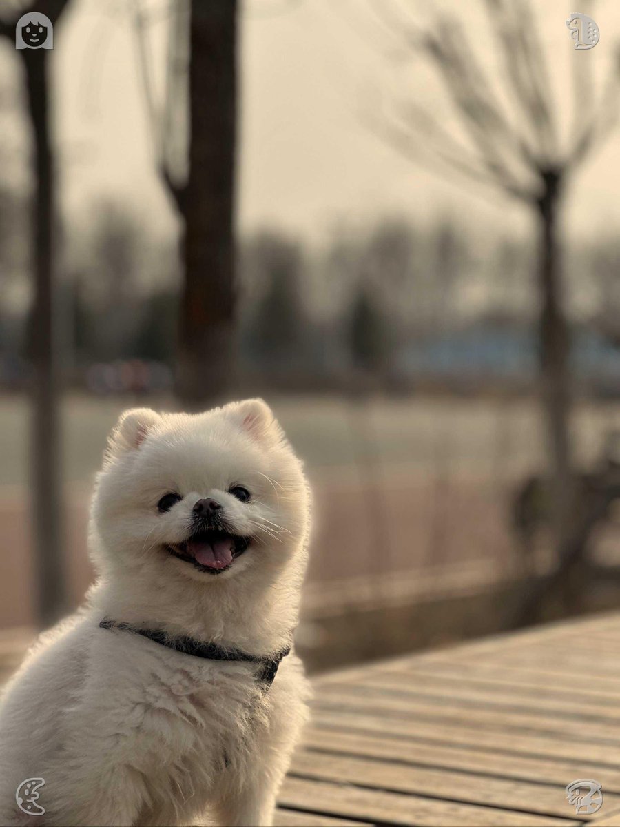 selmagb_'s tweet photo. Morning runs energize people, providing lasting motivation and vitality to tackle daily tasks with a positive attitude. 🥣 Happiness can be truly infectious. https://t.co/8JYz1KFRJG