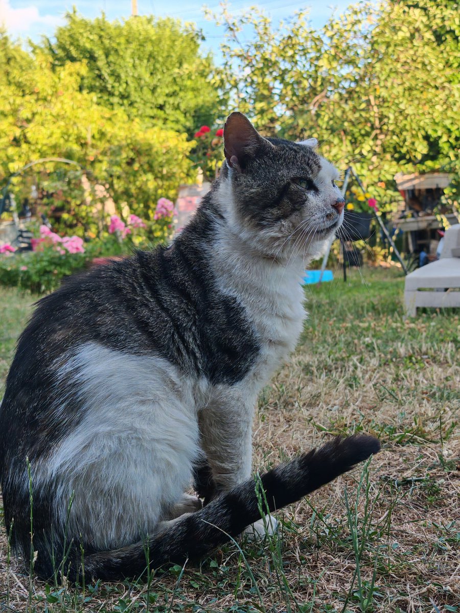 LEGUERRIERchat's tweet photo. T'es majestueux mon beau Manny https://t.co/DUbpKdSE4p