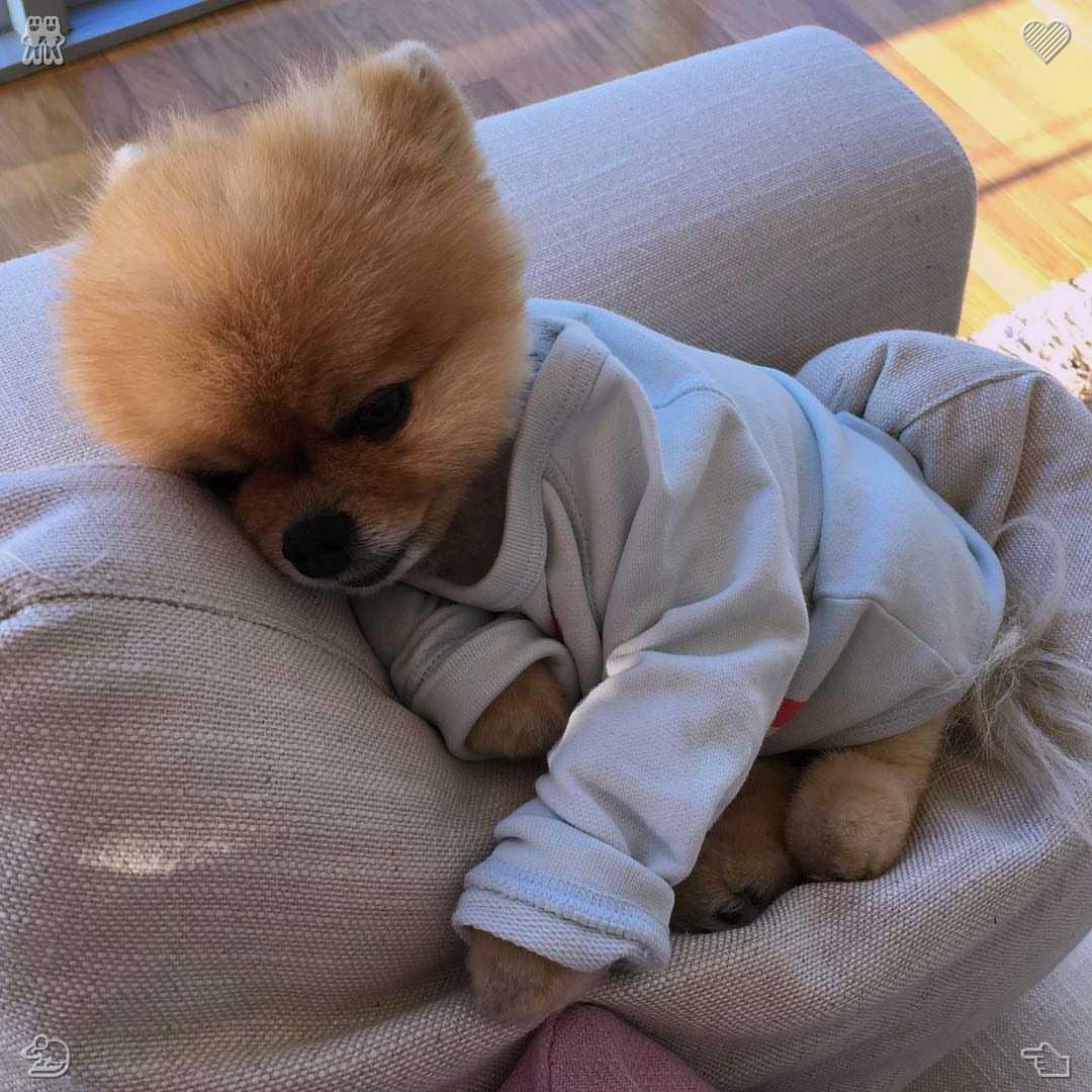 sato20232's tweet photo. 小猫在人们午休时保持安静，懂事又温柔。它们体贴的行为守护了那段平凡而宁静的午后时光。🛻蘑菇汤：蘑菇经过了炖煮。 https://t.co/Wb00N1V2tK