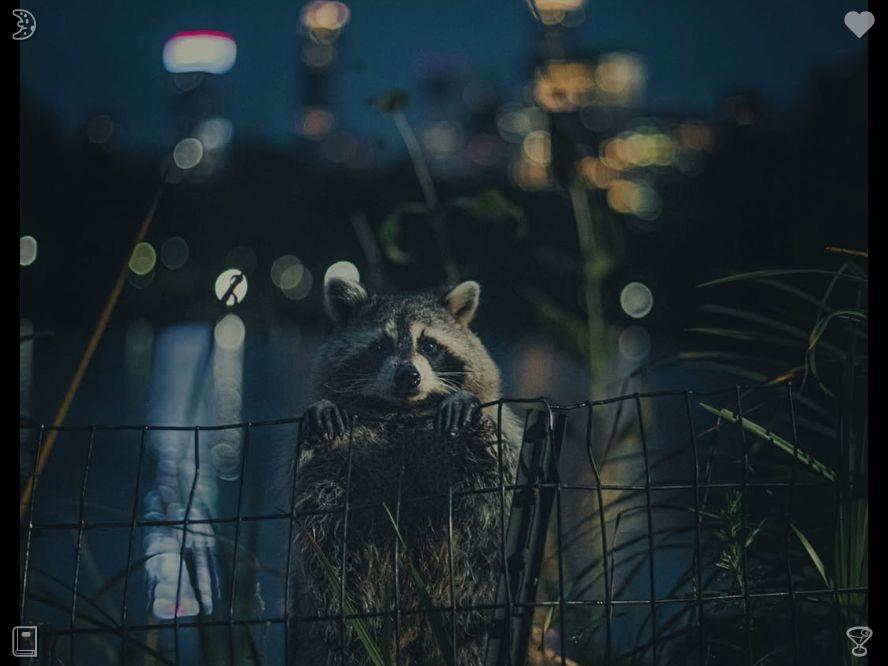 fd3s498's tweet photo. A stylish backpack was on her back as the woman cried, "Max! Oh my goodness, I’ve been looking for you everywhere!" while petting his head. Max wagged his tail and licked her face, clearly overjoyed to see his owner again. Evelyn smiled, feeling happy for them both.🩴 https://t.co/FizNOoJch7