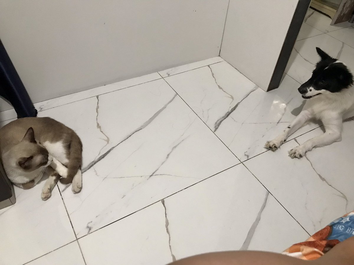 Dadalinay's tweet photo. yayy they finally met our babies😺🐶 https://t.co/bcJxCoaRgA