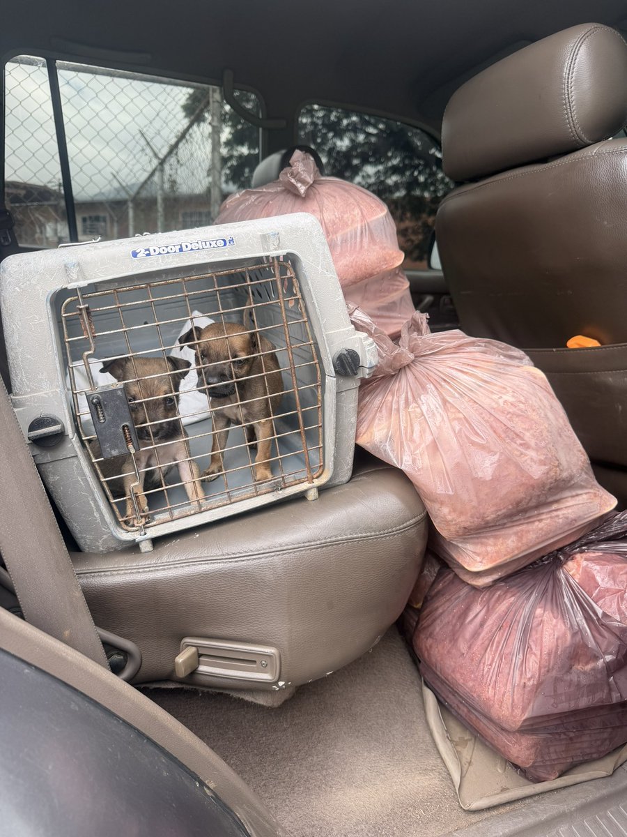 ayudemosapluto's tweet photo. Your donations make this possible 🙏🏻♥️ The babies arriving at the shelter and receiving 78 kg of protein, enough for approximately 8 days. We also bought a bag of cat food for the shelter dogs who had run out of food. Thank you all for your support; now we'll need more help to continue helping. God bless you today and always.