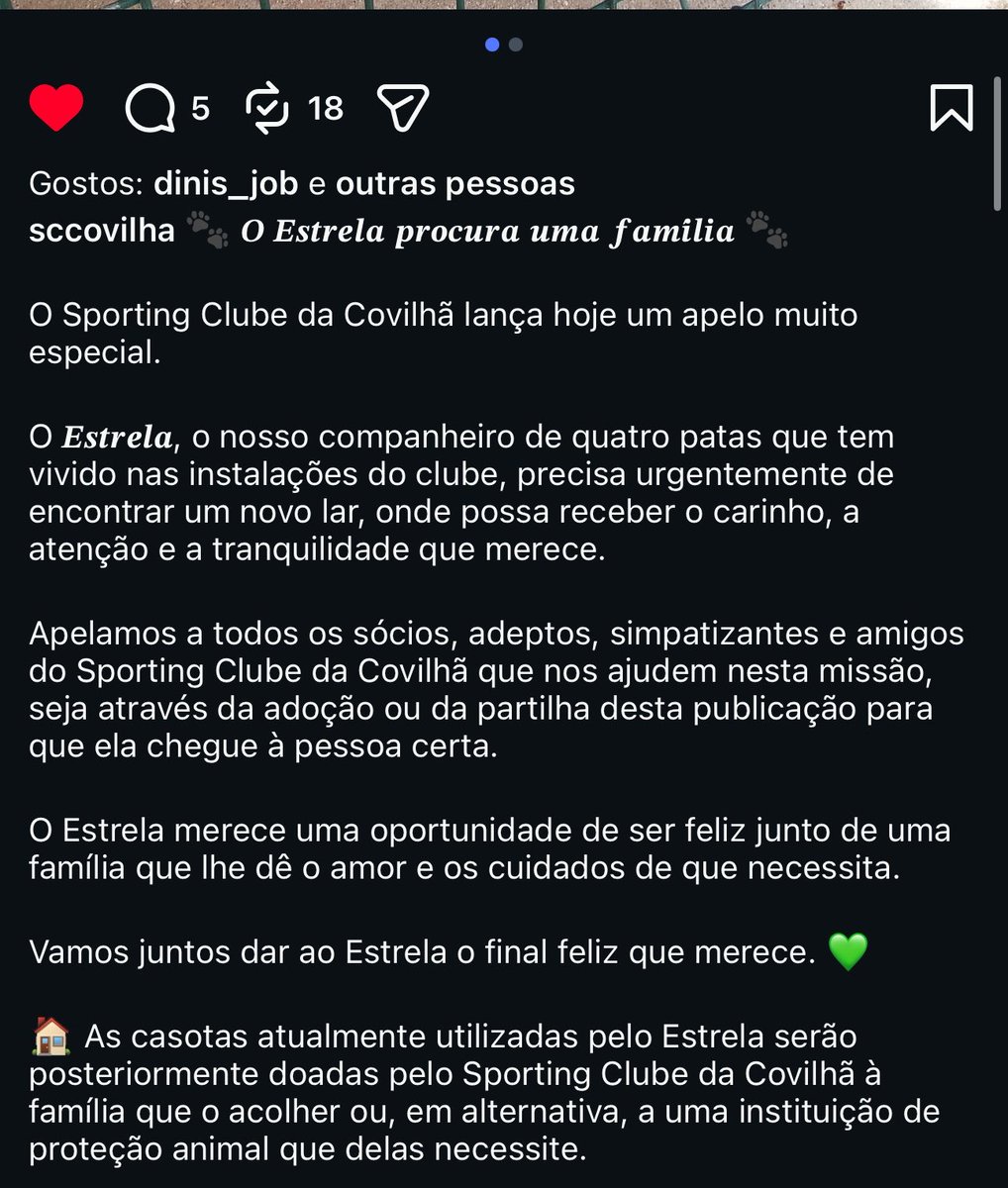 InesBacelo's tweet photo. Malta das Beiras e de todo o Portugal, deixo aqui um apelo do Sporting Clube da Covilhã:

O Estrela tem vivido nas instalações do clube, mas precisa urgentemente de um lar. 
As casotas que estão a ser usadas para ele irão ser doadas à pessoa que o quiser adotar.

Espero que chegue à pessoa certa ❤️