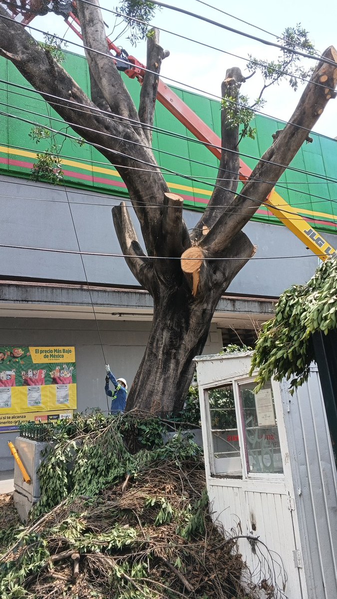 ADOLFOFUENTES10's tweet photo. @BodegaAurrera No maten árboles solo para que se vean sus anuncios no es lo correcto ese árbol estaba en óptimas condiciones no se vale @PAOTmx cortaron este árbol sin ninguna justificación https://t.co/bpfKnfiflC