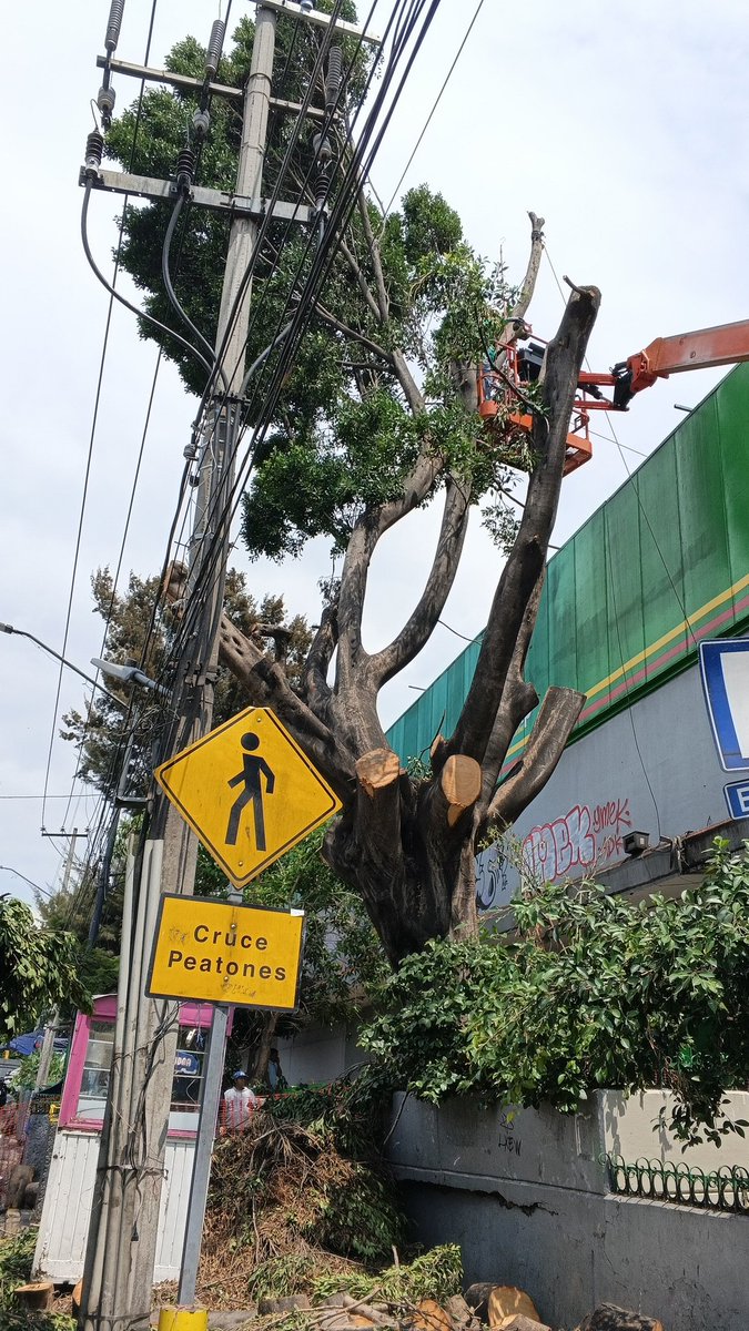 ADOLFOFUENTES10's tweet photo. @BodegaAurrera No maten árboles solo para que se vean sus anuncios no es lo correcto ese árbol estaba en óptimas condiciones no se vale @PAOTmx cortaron este árbol sin ninguna justificación https://t.co/bpfKnfiflC