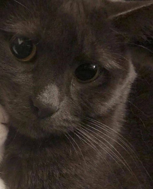 daily cats ♡ tweet media