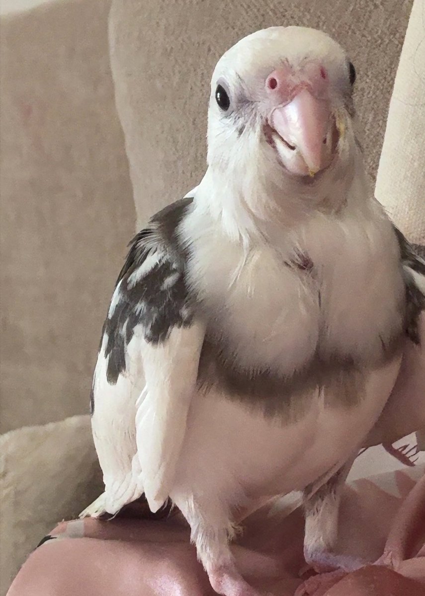 Tryingmybestb's tweet photo. @rere45s الصقر كوكي https://t.co/aRGxyxQoF2