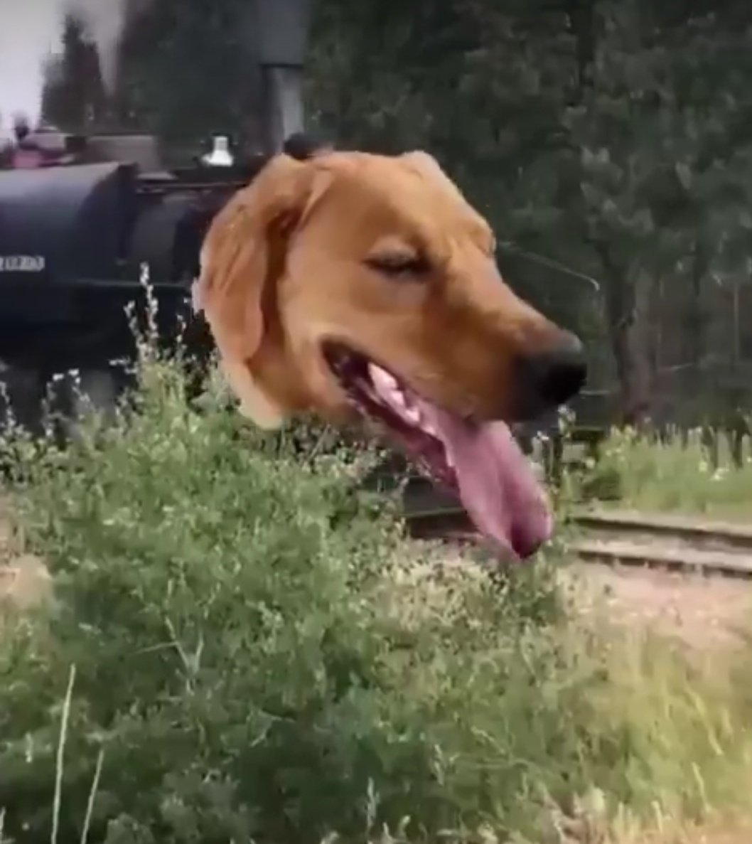 koaalu123's tweet photo. Train dog ❌                                B2 Plane dog ☠️ https://t.co/m8ZczMw7pX
