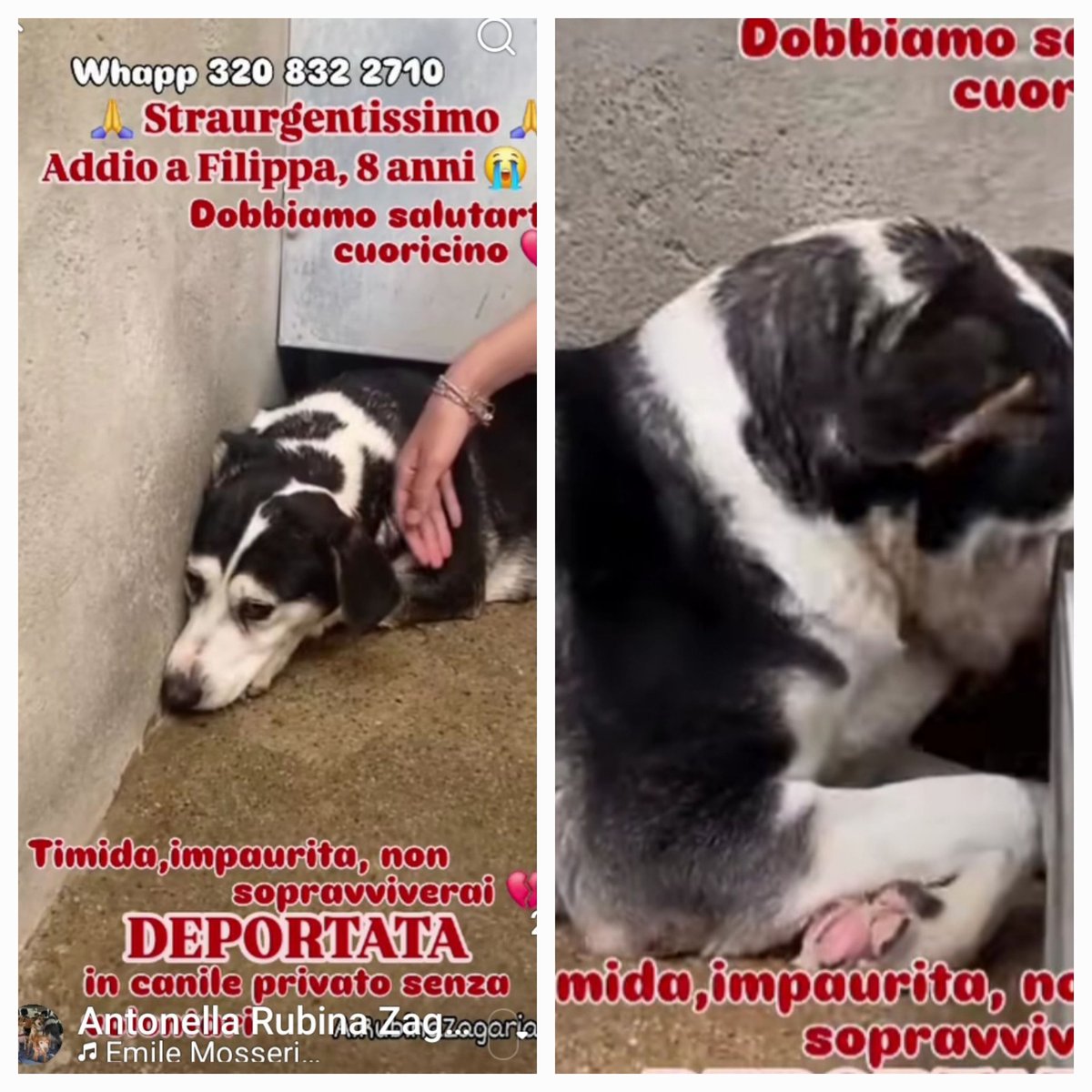 Gioia46507476's tweet photo. FILIPPA, 8 ANNI, TG MEDIA STA PER ESSERE TRASFERITA IN UN BRUTTO CANILE CALABRESE ‼️PER FAVORE, CONDIVIDETELA 🙏🙏🙏🙏🙏🙏❤️❤️❤️❤️❤️ https://t.co/O2Vm9KxyAv