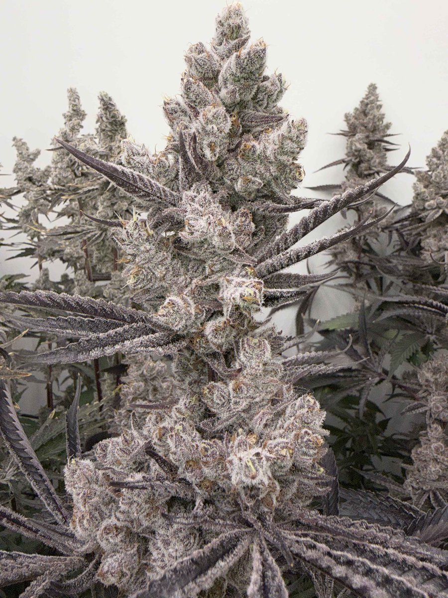 Gabrielcannabud's tweet photo. Frosty 🥶🥶🥶 https://t.co/GZbj8gyKru