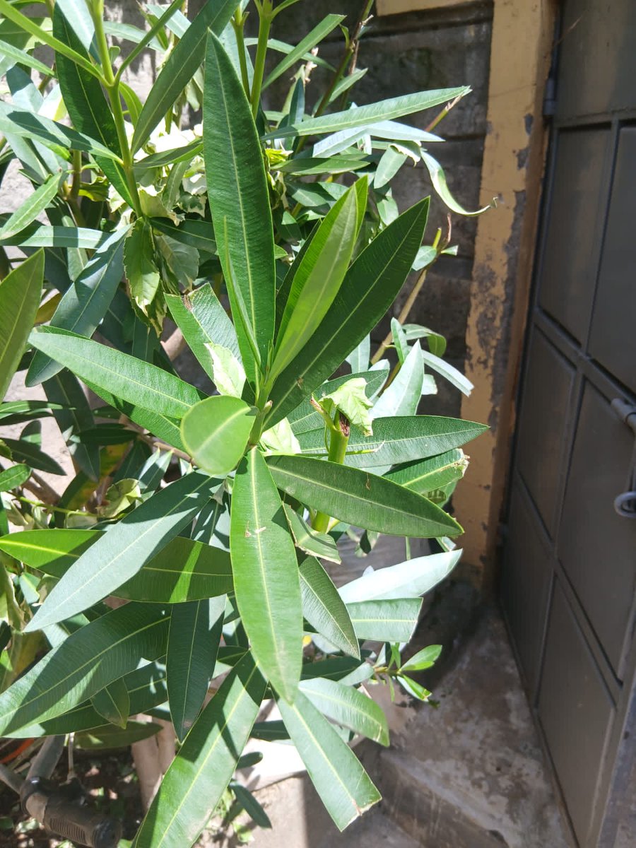 JaredoumaA's tweet photo. When growing up, my mother used to apply   powder form of these leaves inside our nose when we had a common cold.
We used to sneeze like shiet.
Locally we used to call it "Afita"
How many villagers can remember this plant? https://t.co/zNULrhQcLj