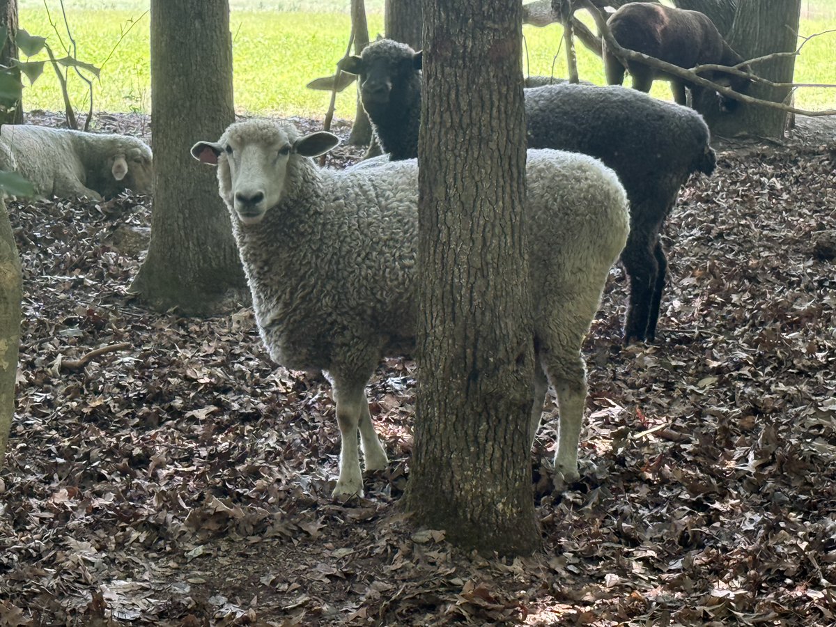 PeaceHillFarm's tweet photo. How are the livestock coping with this heat? Well...they're definitely stressed. We try to make sure that they can all get into natural shade, where the ground is cooler than in a barn, and have plenty of drinking water. We're looking forward to a break in the weather next week. https://t.co/QuPcmkQwS9