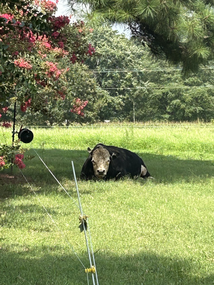 PeaceHillFarm's tweet photo. How are the livestock coping with this heat? Well...they're definitely stressed. We try to make sure that they can all get into natural shade, where the ground is cooler than in a barn, and have plenty of drinking water. We're looking forward to a break in the weather next week. https://t.co/QuPcmkQwS9
