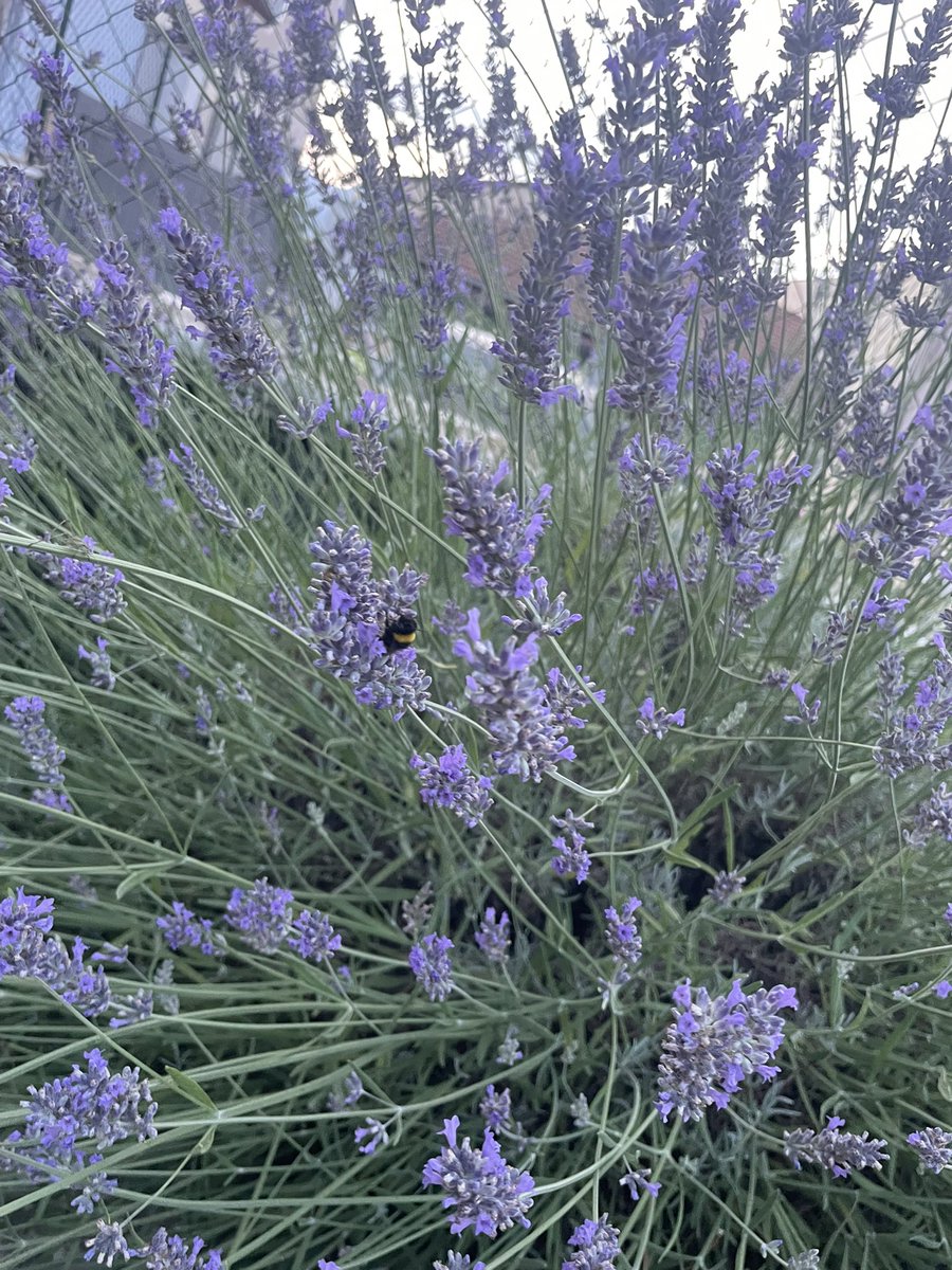 target059's tweet photo. Gentilissimo @Nicola_Bressi  invece qui c’è qualcuno che ‘mangia’ tutta la mia lavanda☺️ https://t.co/25yDeHudpY