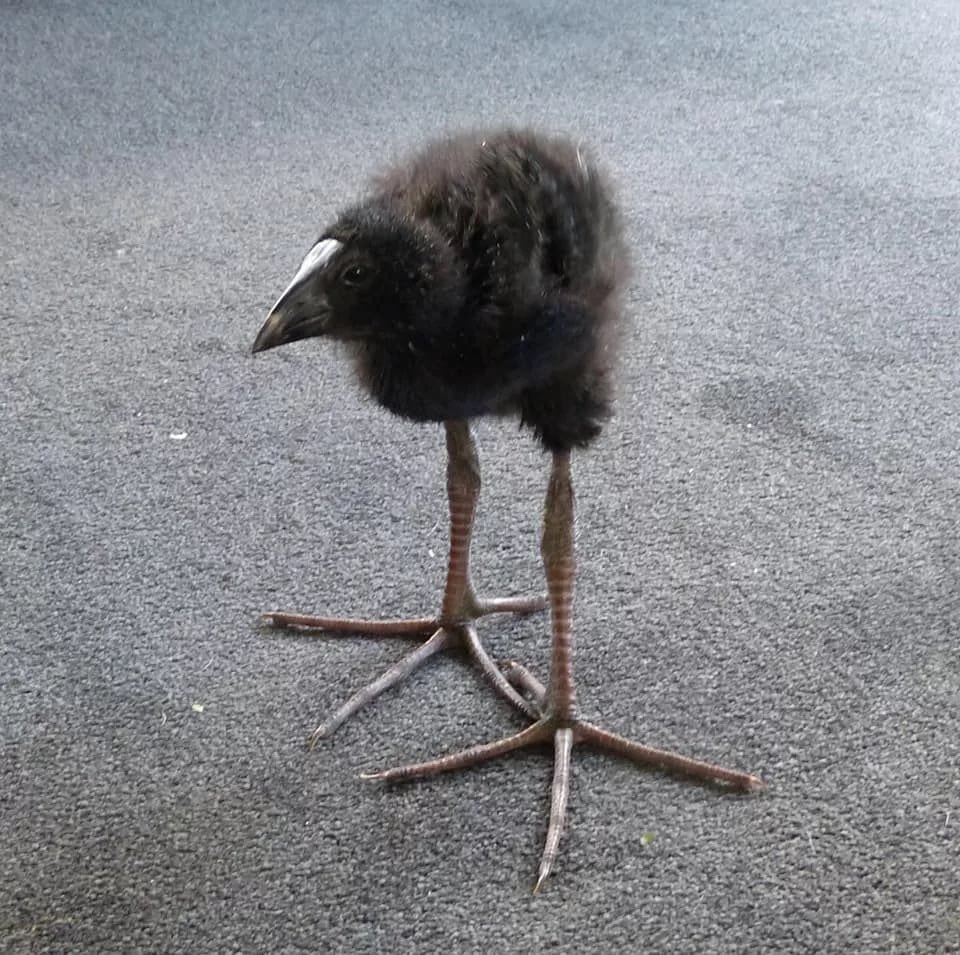 gildedsprings's tweet photo. persona trans: soy trans

sociedad: ok

yo: mirad un PUKEKO https://t.co/4hj7X8lkSz
