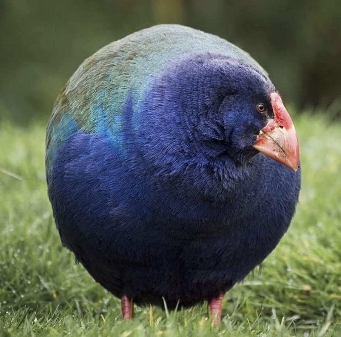 gildedsprings's tweet photo. persona trans: soy trans

sociedad: ok

yo: mirad un PUKEKO https://t.co/4hj7X8lkSz