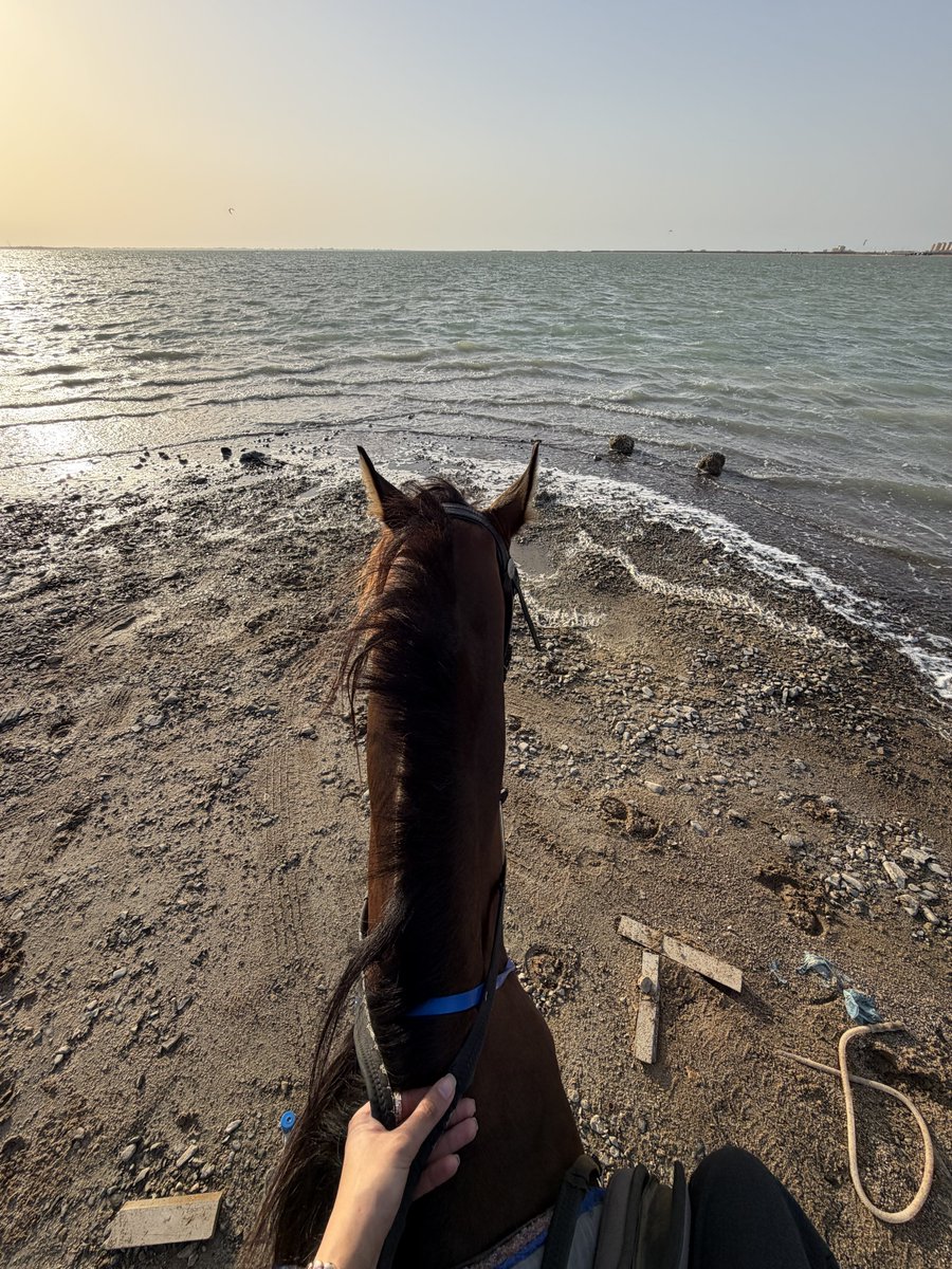 1Rubal's tweet photo. -  𝐽𝑢𝑠𝑡 𝑚𝑒, 𝑡ℎ𝑒 𝑠𝑒𝑎, 𝑎𝑛𝑑 𝑎 ℎ𝑜𝑟𝑠𝑒  
🐎 🌊 ♥️ https://t.co/WsZV0Qk9sU