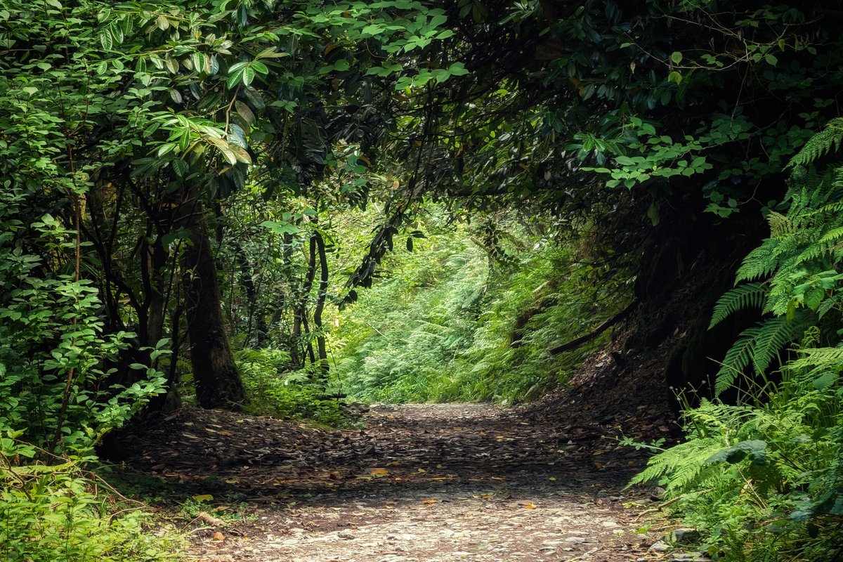 pocketireland's tweet photo. Leaf Your Worries Behind
https://t.co/lenB0pic6A
#photography #EastCoastKin #TeamPixel #LandscapePhotography #NaturePhotography #WoodlandWalk #DevilsGlen #Wicklow #GreenAesthetic #ForestPath https://t.co/7SF2a2uBUX