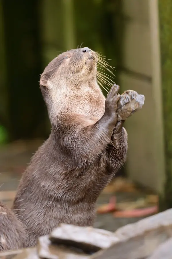 jeonghan as creatures tweet media