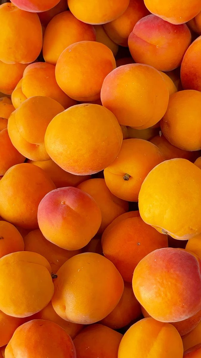 Matty_GJ_7's tweet photo. Recent addiction : juiciness of fresh apricot https://t.co/gTJiPCtew0