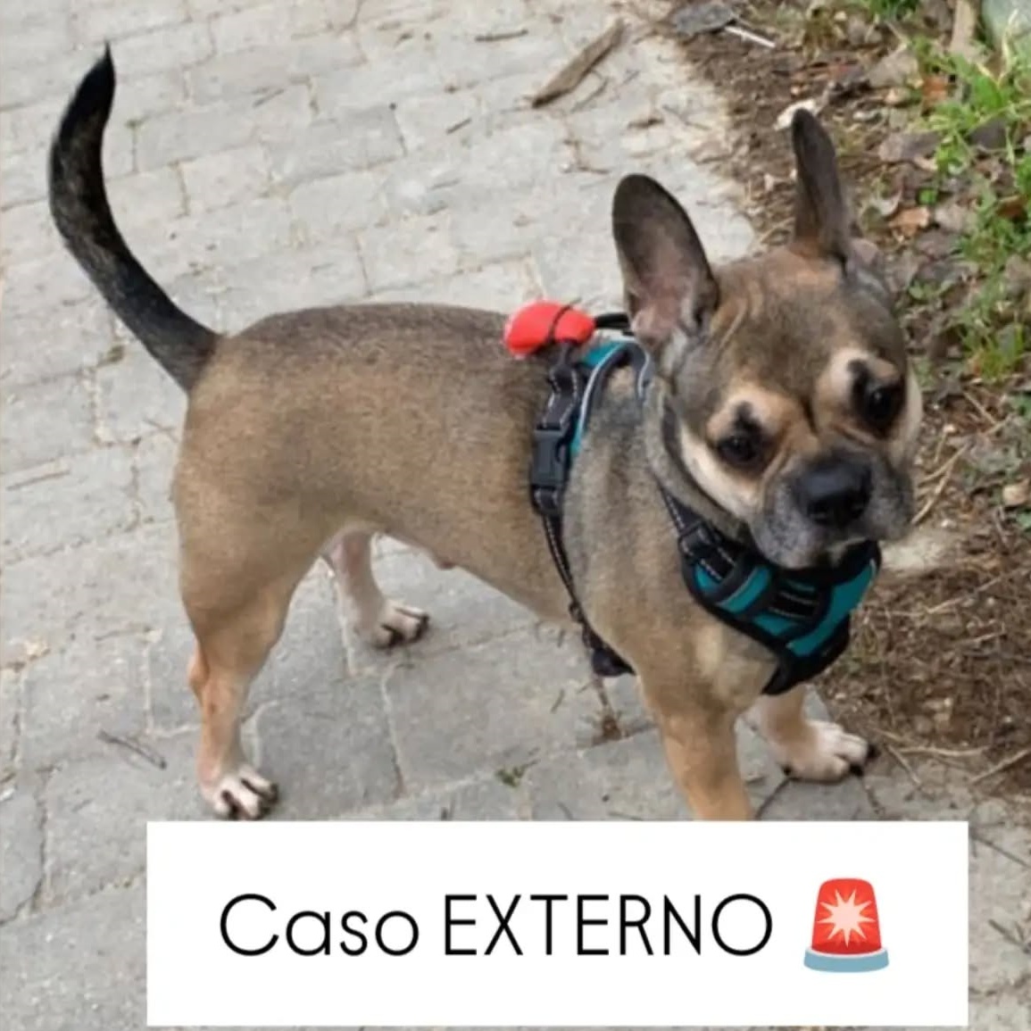 SosAbuelos1's tweet photo. #ZARAGOZA
#PACU tiene 10 años. Por una situación personal complicada, sus dueños no pueden seguir cuidando de él

Es un perrete estupendo y si no encuentra quien lo quiera, su destino será la perrera...

¿Alguien le da una oportunidad??

Contacto: 655 92 02 93 https://t.co/MNVxu9vTQC