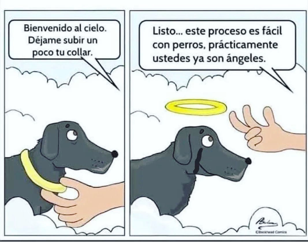 LealCan's tweet photo. 🐾La llegada al cielo.🐾💙
Autor: Blackweed Comics.
#LealCan #perrosworld #miperro #amorperro #educacioncaninaenpositivo #amorperruno https://t.co/2SQYDivZYs