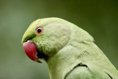 pawtitions's tweet photo. A parakeet breeding facility has allegedly become a nightmarish prison where nearly 10,000 birds suffer in horrific conditions. Activists claim some had their heads torn off, while countless others languished without care. Demand justice.
https://t.co/P2eH1RDHkg https://t.co/6eAxmbclDf