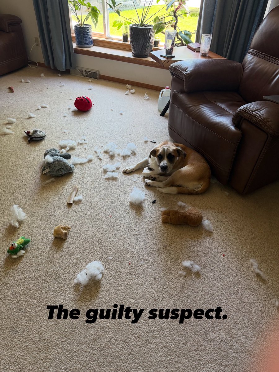 Brian_Eisel's tweet photo. Not sure if there’s a dog in the house? There will be signs. https://t.co/a032t97jyQ