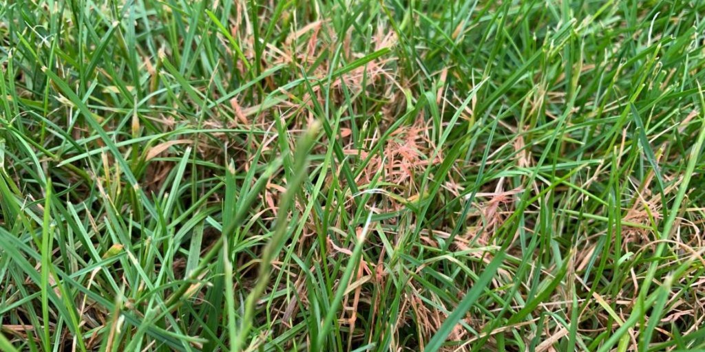 HoffmansLawn's tweet photo. It's lawn disease season! 😨 Red thread, dollar spot, and rust are common types, posing a significant threat to your grass.

Stay one step ahead with preventative lawn disease control! Call (740) 340-1140 to sign up.

https://t.co/VTlXNLIJZX https://t.co/VICkAl0xr5