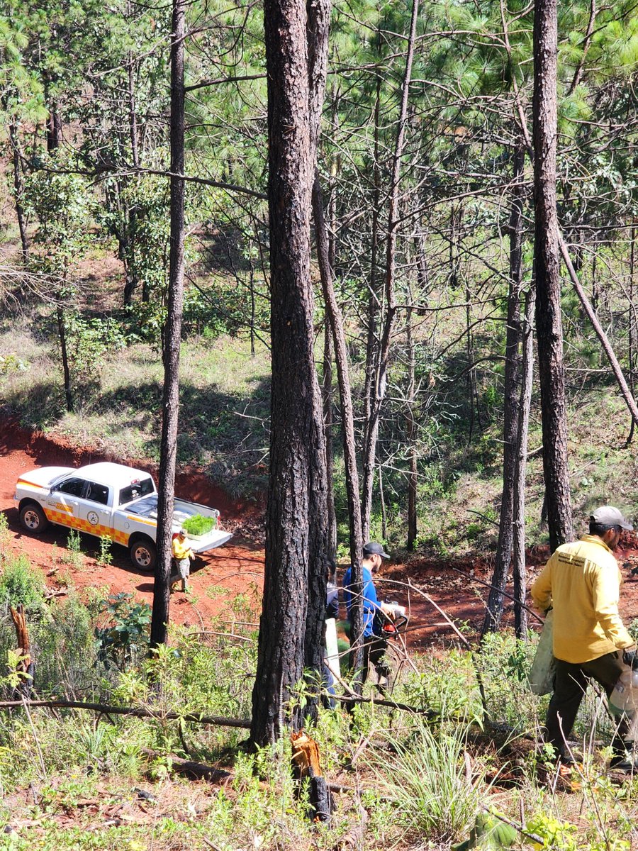 PCJalisco's tweet photo. 🌱 Trabajamos por la conservación de nuestros bosques 🌲
Oficiales de la Dirección de Manejo del Fuego participaron en una jornada de reforestación en el municipio de Mazamitla, en el paraje El Sicicho.
Con estas acciones fortalecemos el cuidado de nuestros ecosistemas y contribuimos a la recuperación de las áreas forestales de nuestro estado. 🌳
Seguimos sumando esfuerzos para proteger nuestros recursos naturales y promover una cultura de prevención y conservación.