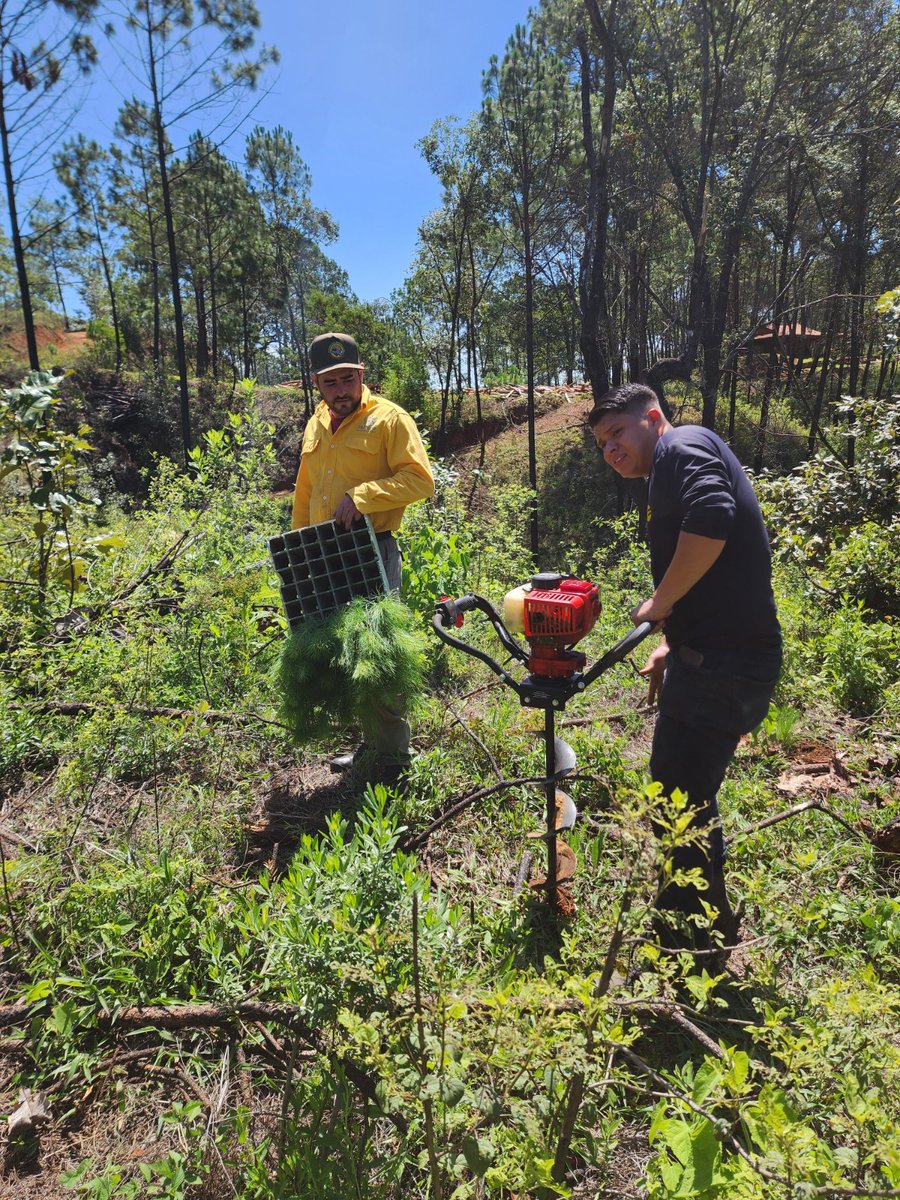 PCJalisco's tweet photo. 🌱 Trabajamos por la conservación de nuestros bosques 🌲
Oficiales de la Dirección de Manejo del Fuego participaron en una jornada de reforestación en el municipio de Mazamitla, en el paraje El Sicicho.
Con estas acciones fortalecemos el cuidado de nuestros ecosistemas y contribuimos a la recuperación de las áreas forestales de nuestro estado. 🌳
Seguimos sumando esfuerzos para proteger nuestros recursos naturales y promover una cultura de prevención y conservación.