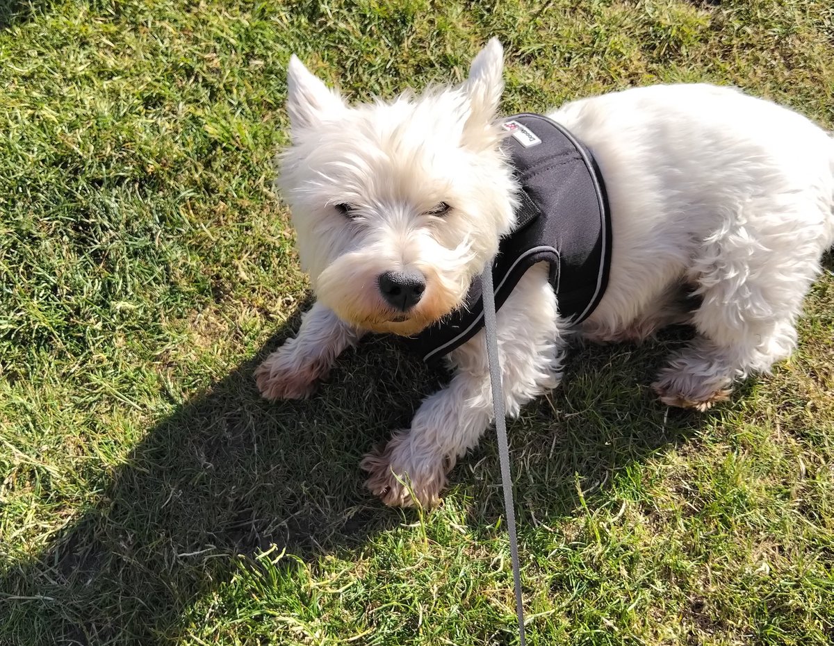 GordonW1970's tweet photo. Sitting with Mac in the Beer Garden in the sun.....happy days 🐾😎 https://t.co/a0RyqOiLdz