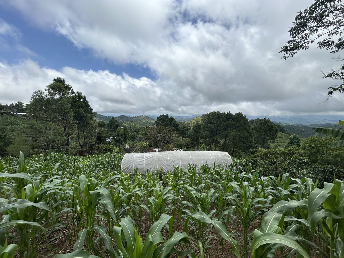 munal06's tweet photo. @Tika_Turkiye carried out repair of coffee drying tunnels &amp; construction of more durable ones in Alta Verapaz/Guatemala📍to increase the resilience of indigenous communities, earn their living from arabica coffee production against the negative effects of climate change. 🇹🇷 ☕️ 🇬🇹 https://t.co/4I41rPG4Yt